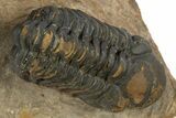 Detailed Reedops Trilobite - Atchana, Morocco #310261-1